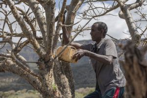 A worker tries to irrigate a frankincense tree which had almost dried up in Somaliland