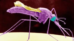 The Anopheles stephensi mosquito is resistant to insecticides, thrives in cities and bites during the day, making bednets no defence © BSIP SA/Alamy