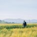 ETHIOPIA: Abiy Hails “Remarkable” Summer Wheat Harvest in Food Security Push