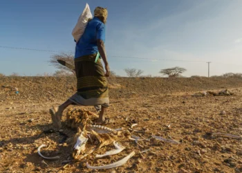 Ali Liban Guracho walks past dozens of dead cattle outside Garissa, Kenya. Image by Larry C. Price. Kenya, 2022.