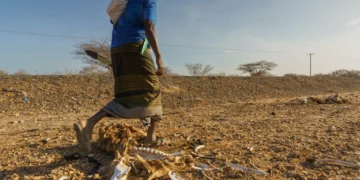 Ali Liban Guracho walks past dozens of dead cattle outside Garissa, Kenya. Image by Larry C. Price. Kenya, 2022.