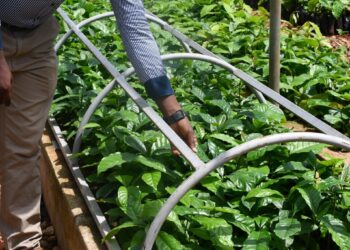 UGANDA: Kampala Inks Landmark Deal with CABI to Modernize Agriculture