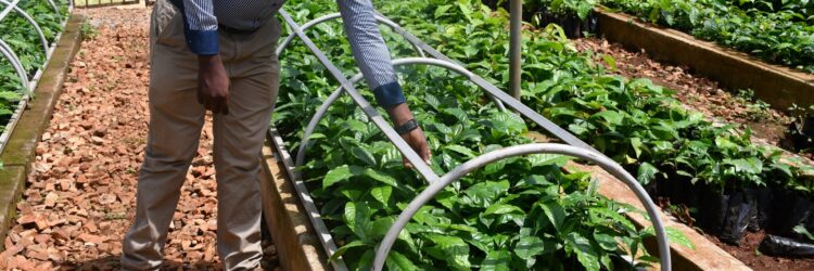 UGANDA: Kampala Inks Landmark Deal with CABI to Modernize Agriculture