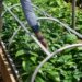 UGANDA: Kampala Inks Landmark Deal with CABI to Modernize Agriculture